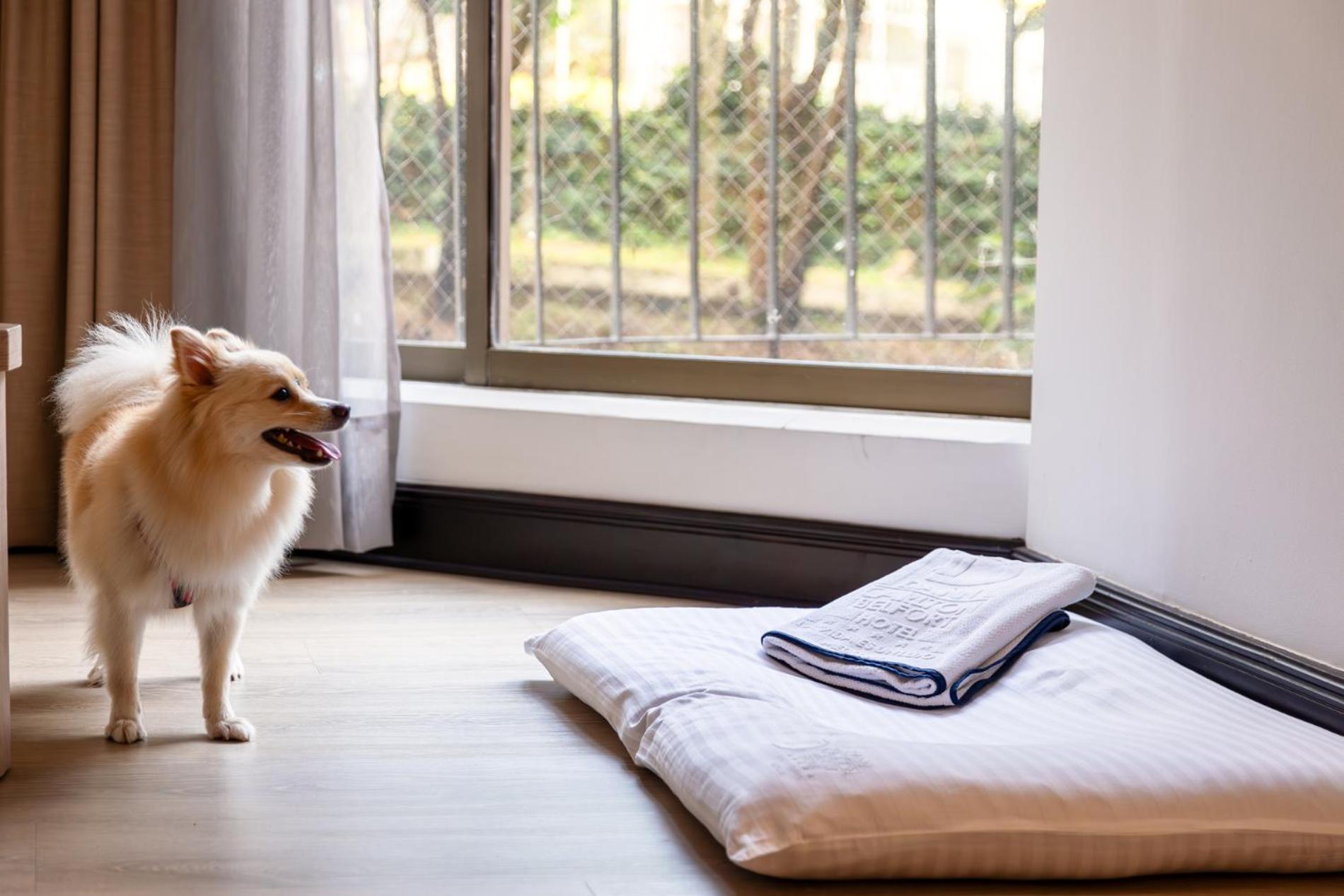 Hotel Dann Carlton Belfort เมเดยิน ภายนอก รูปภาพ A dog bed