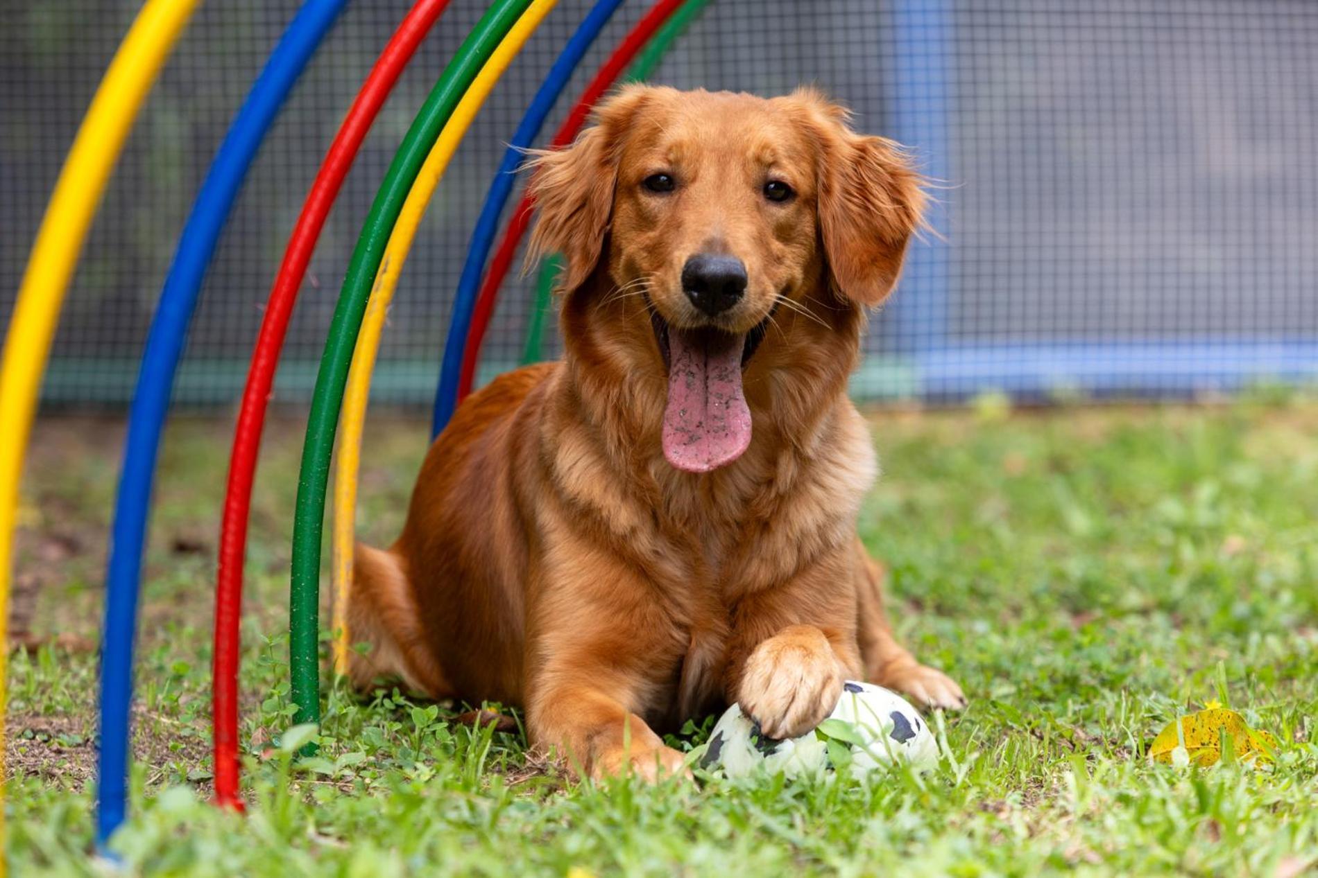 Hotel Dann Carlton Belfort เมเดยิน ภายนอก รูปภาพ Golden Retriever