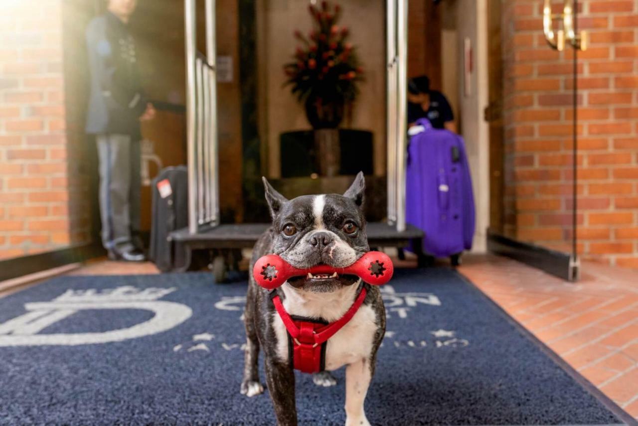 Hotel Dann Carlton Belfort เมเดยิน ภายนอก รูปภาพ Boston Terrier at the entrance of the hotel